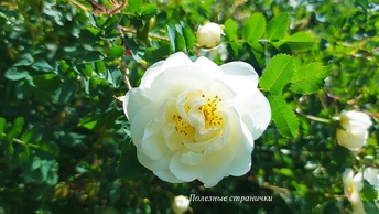 Zen Image