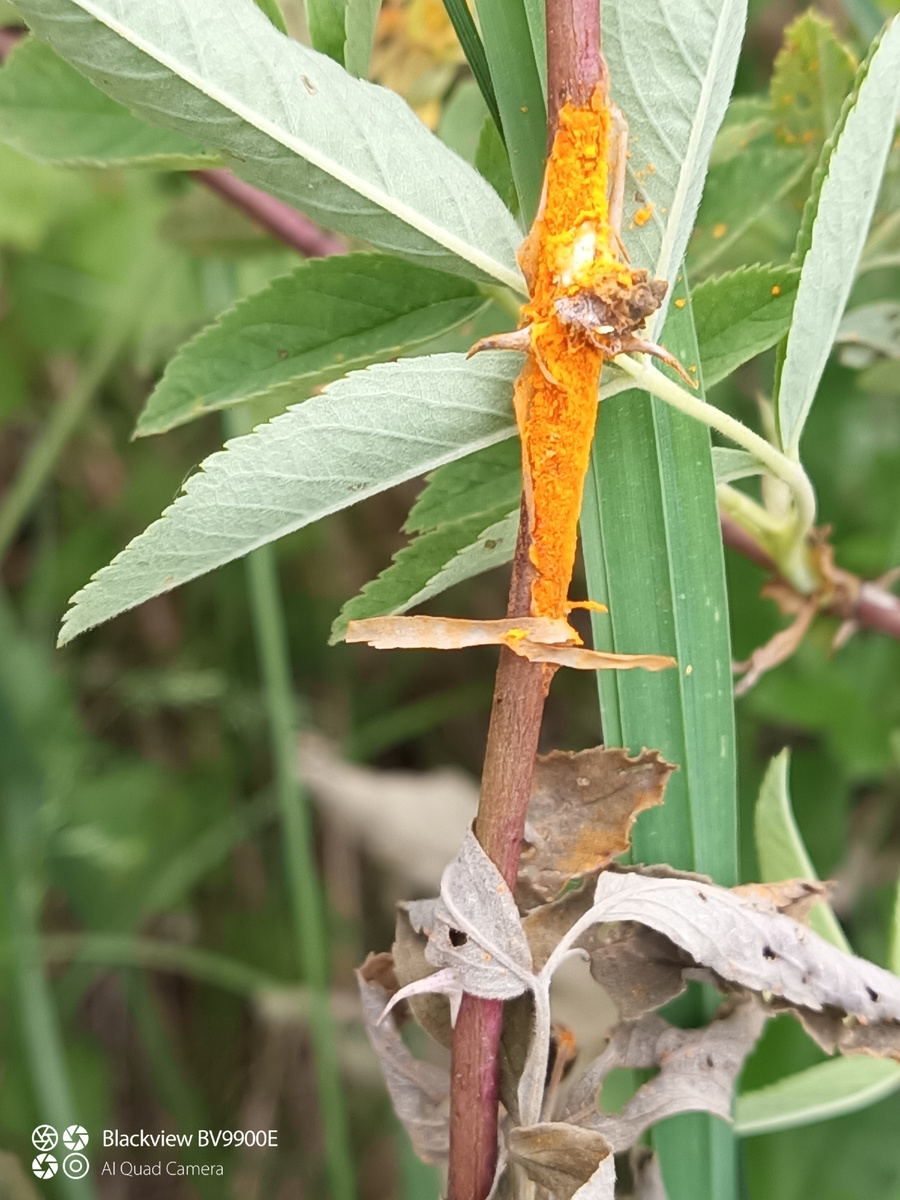 Ржавчина роз на диком шиповнике