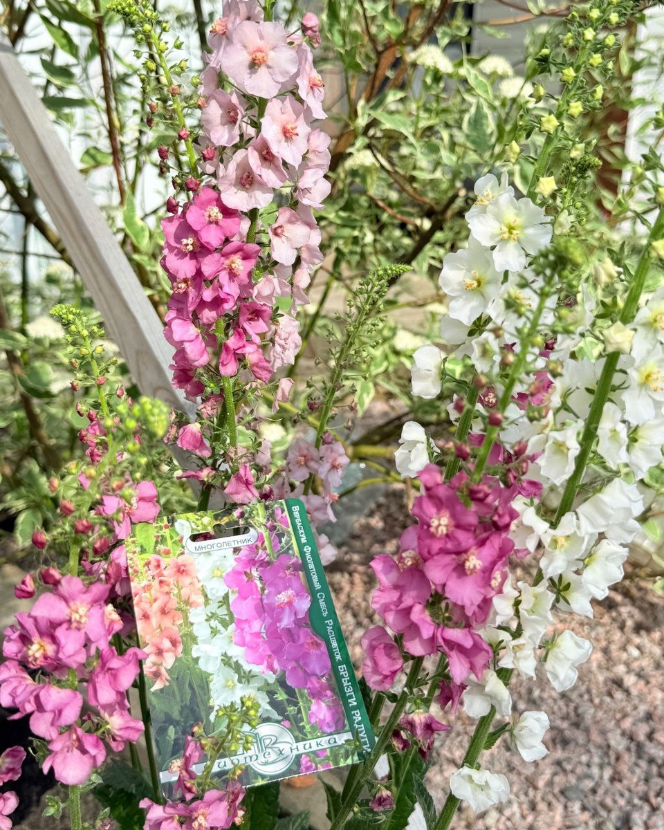 ▶ Фото Юлианы Салуевой