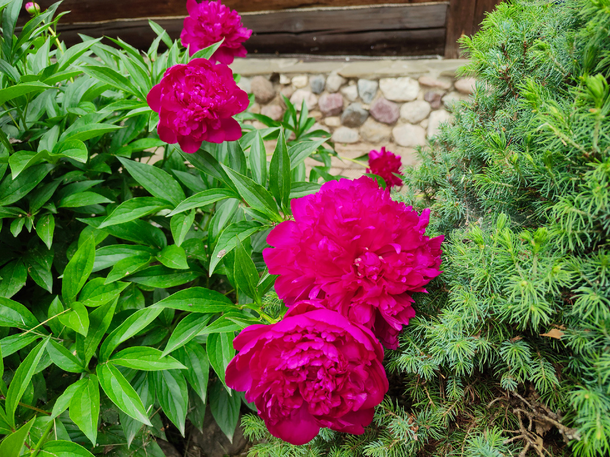 Постоянные гости канала конечно же знают, что пионы - мои самые любимые цветы 🥰