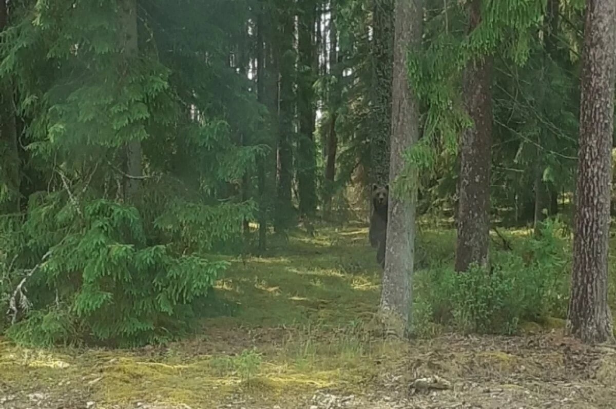    В Ярославской области увидели медведицу из заповедного леса