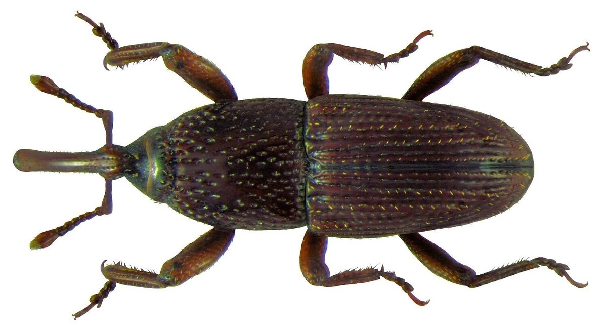           Источник: Википедия