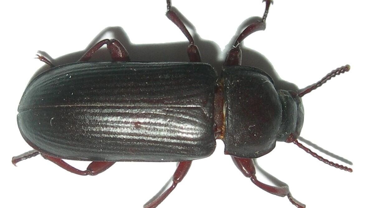           Источник: Википедия