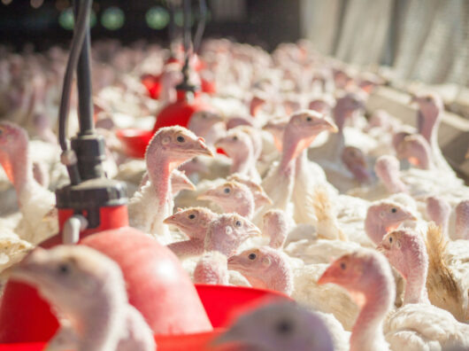    производство индейки и уток // фото: пресс-служба Правительства Ростовской области