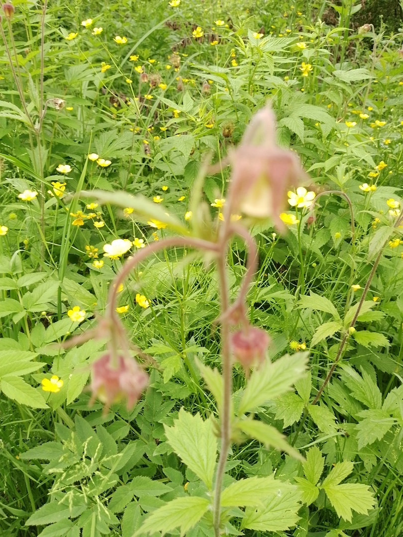 Гравилат речной