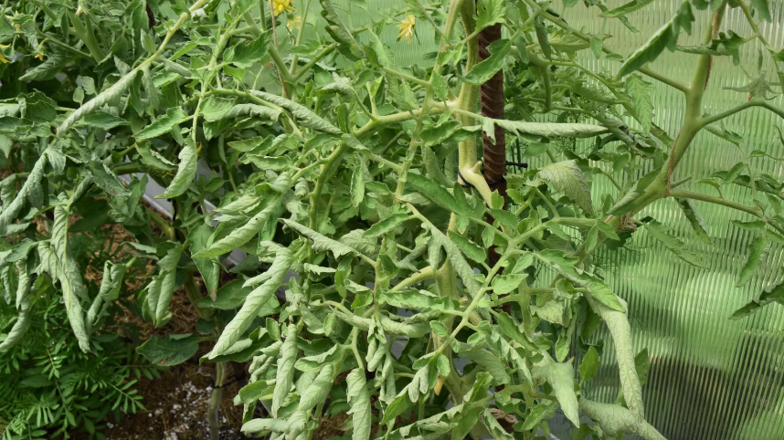 Вот так выглядели мои томаты утром - листья скрутились трубочкой от стресса