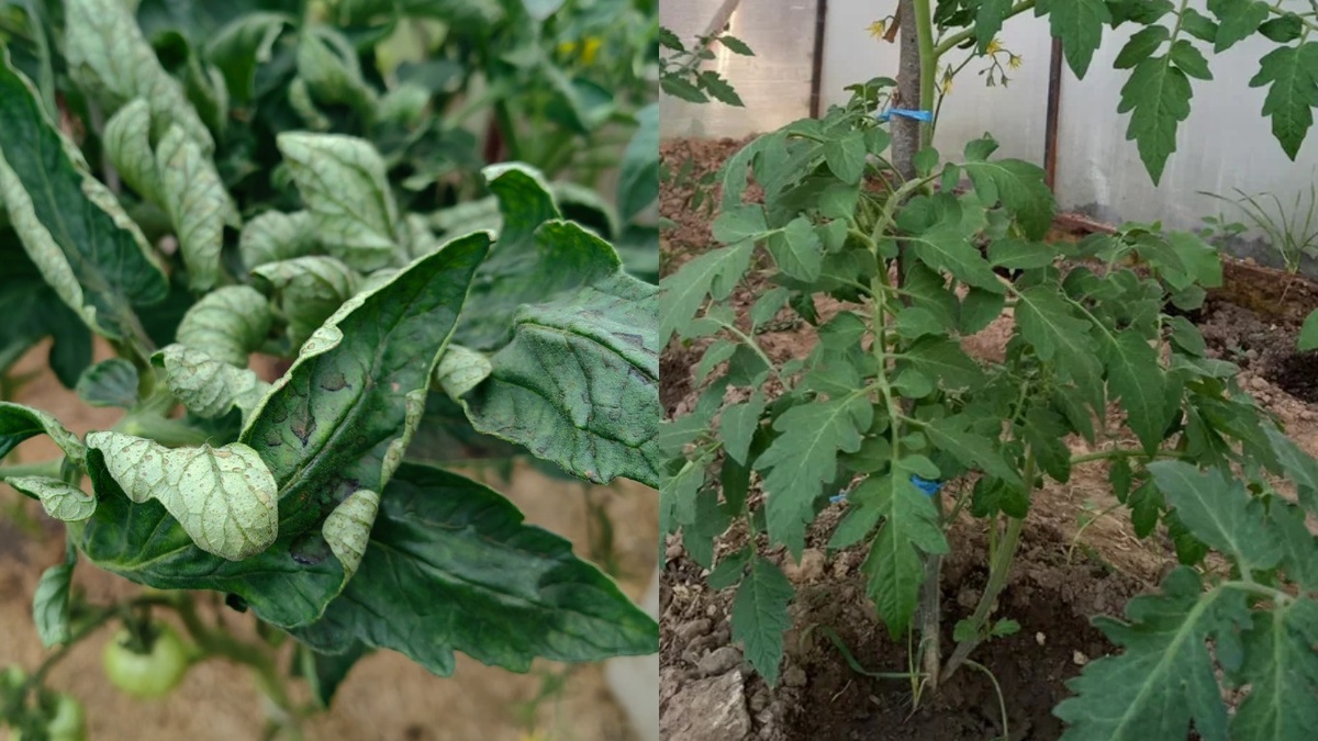 Справа - здоровый куст, слева - растение просит о помощи