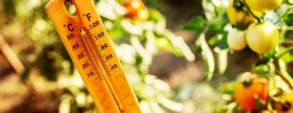 Источник фото: https://procvetok.com/476891/