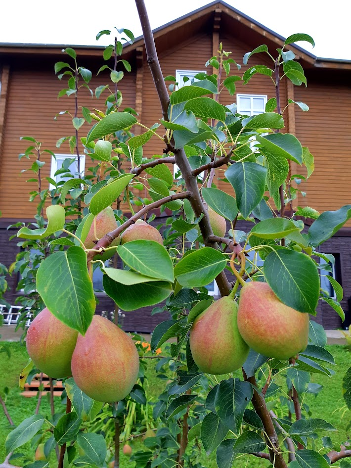 Груша в июле. Красноярск