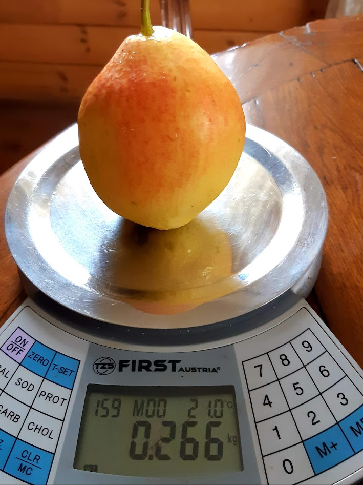 А в сентябре вот такие груши