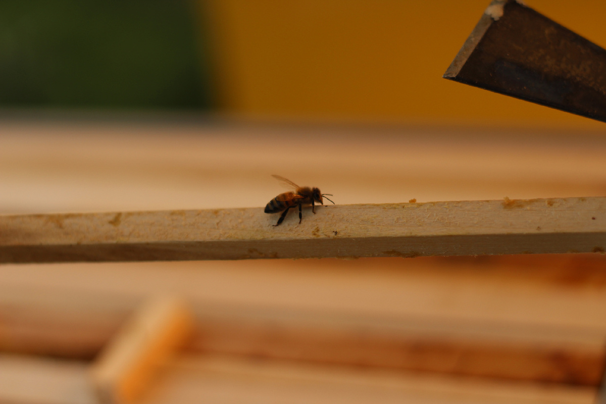 Так выглядит пчела породистая