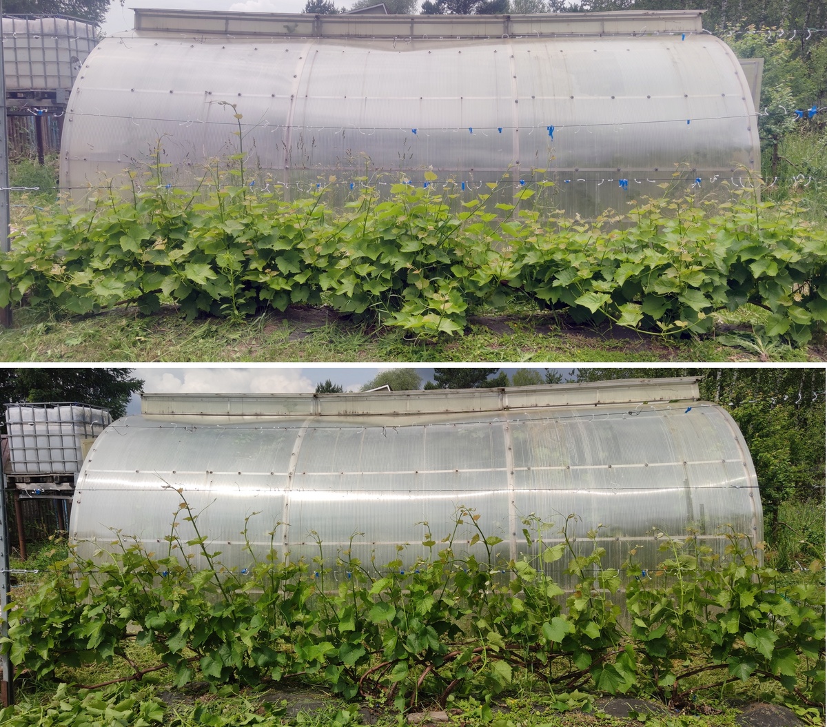 Солярис, нормировка побегов.