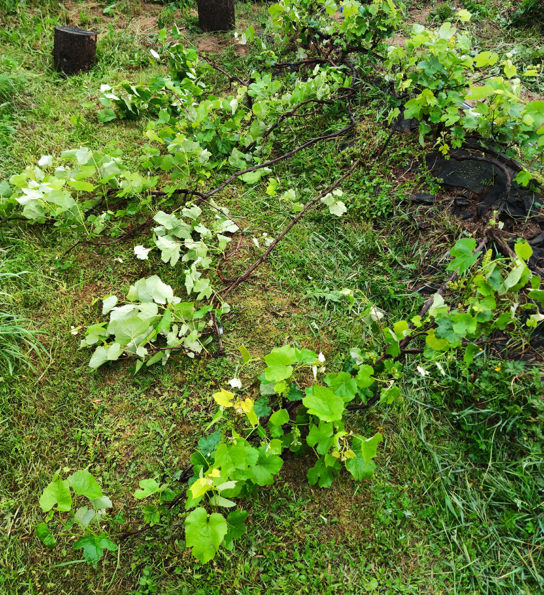 Супага, наклонные кордоны.