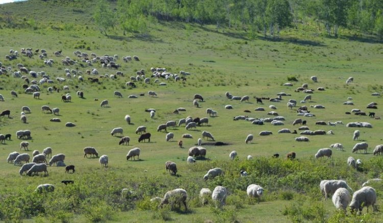    Проект по семейному овцеводству в Забайкальском крае ​работает на отлично