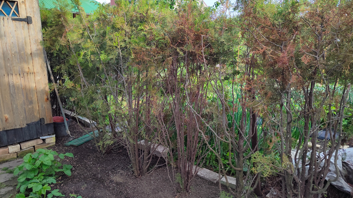 самая зараженная часть изгороди в процессе обрезки (фото автора)  