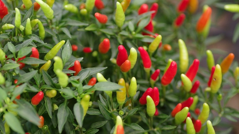 Фото здесь и далее Unsplash