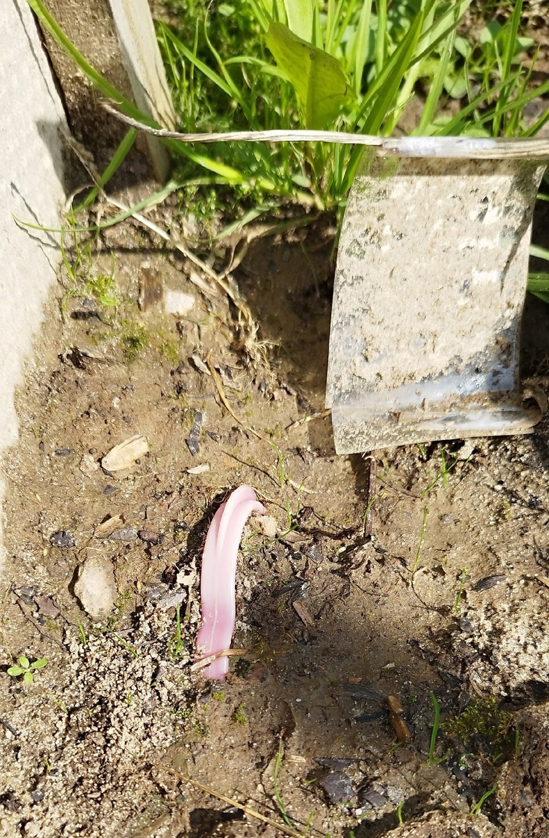 Вот так пластиковая ручка послужила маячком где закопана корзинка.