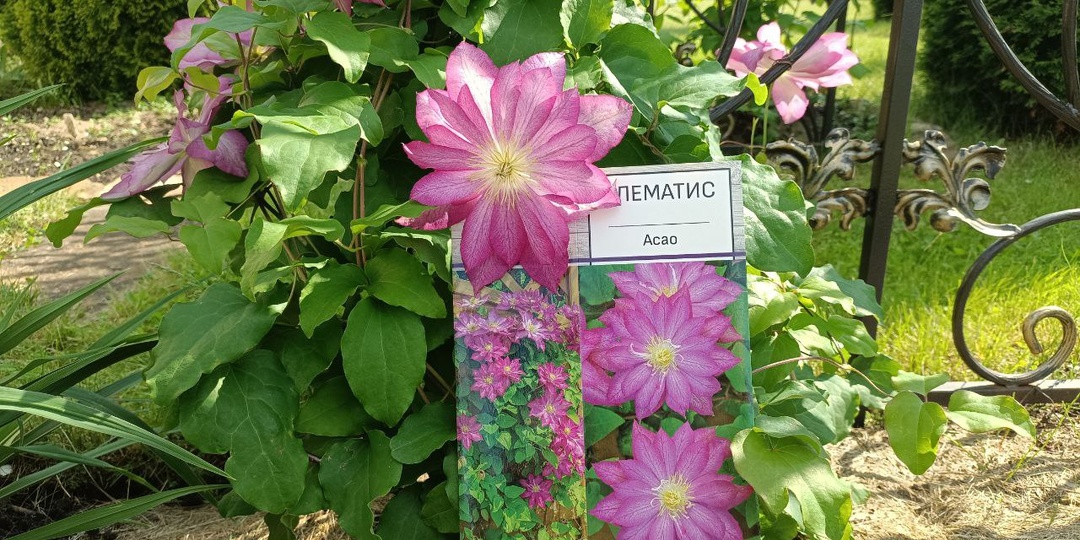 Как цветет клематис Асао, японская селекция, малыш чудо, как хорош