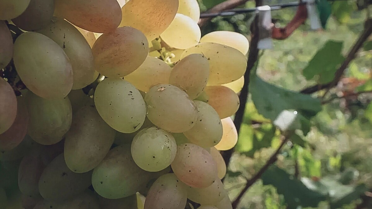     Источник: 1MI