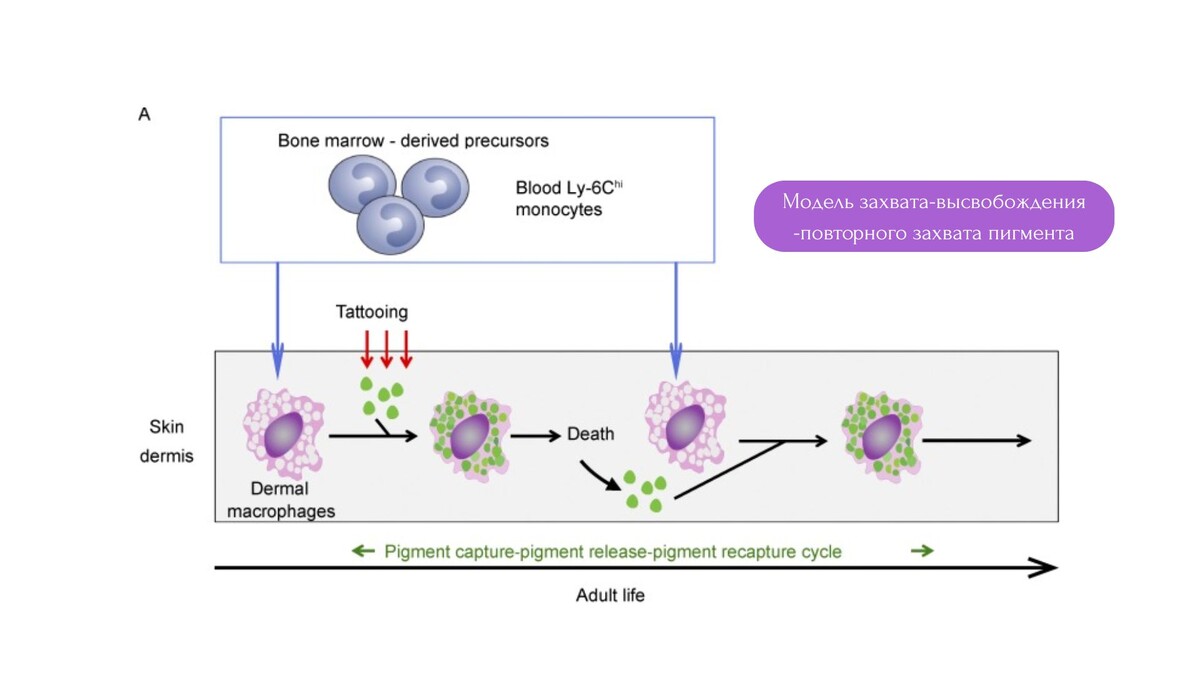 Модель, объясняющая стойкость татуировок: модель захвата-высвобождения-повторного захвата пигмента