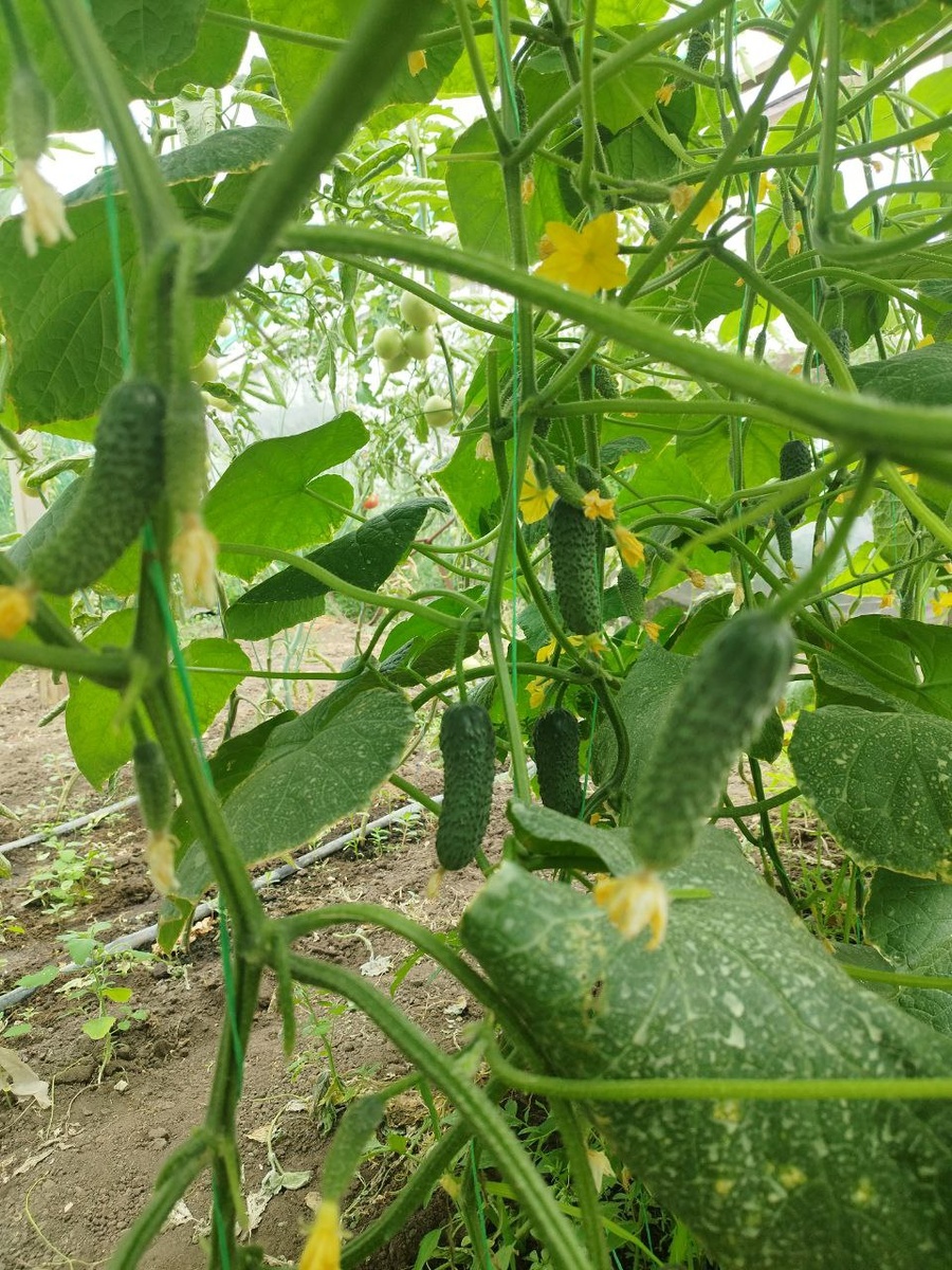 Урожай огурцов под капельным орошением