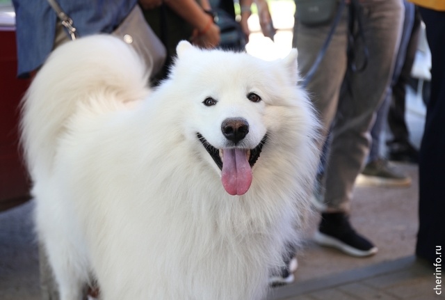    Фестиваль "Животные - не игрушки" состоится 28 июня. Владельцы со своими питомцами пройдут от пересечения улицы Максима Горького