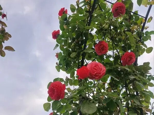   Железная опора для роз своими руками Вера Курилыч