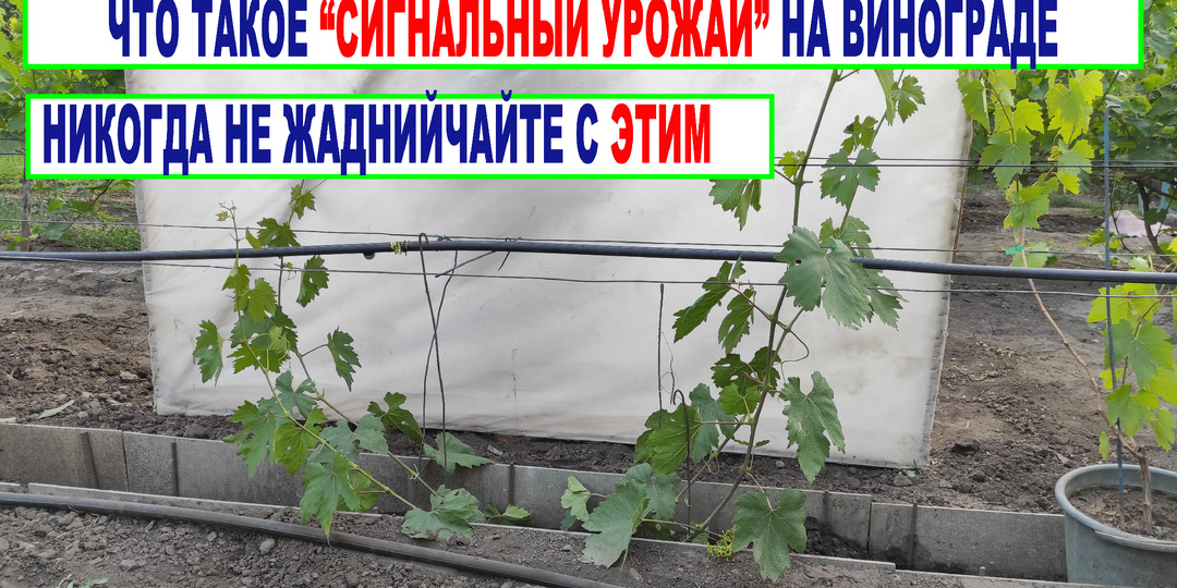 Что такое "сигнальный урожай"! Как наша жадность губит виноград?