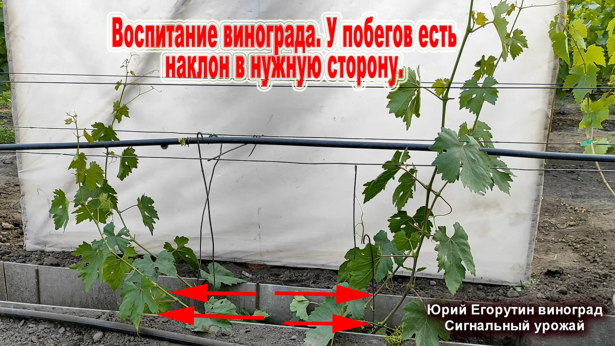 Куст винограда. Вторая вегетация. Выращиваю побеги для первых рукавов.