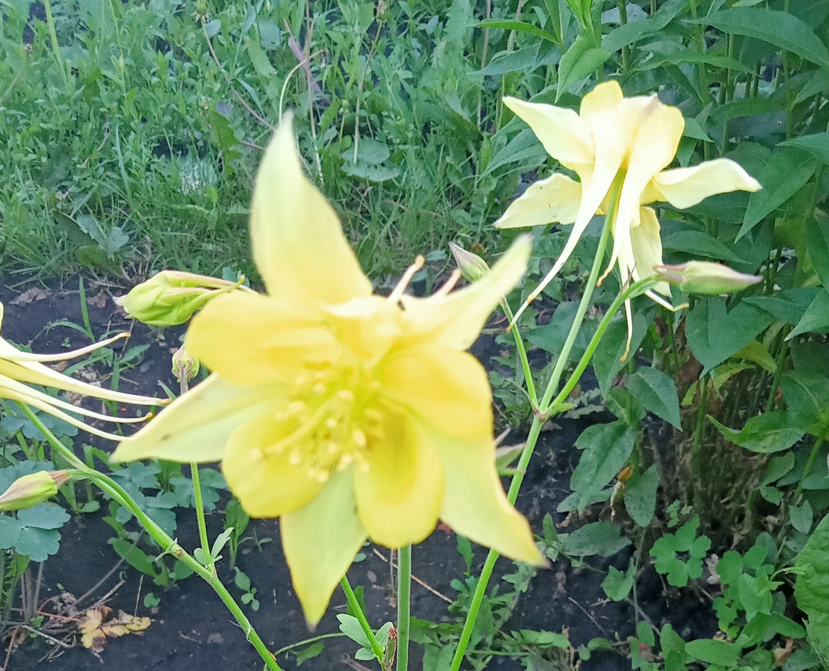 Аквелегия (водосбор)