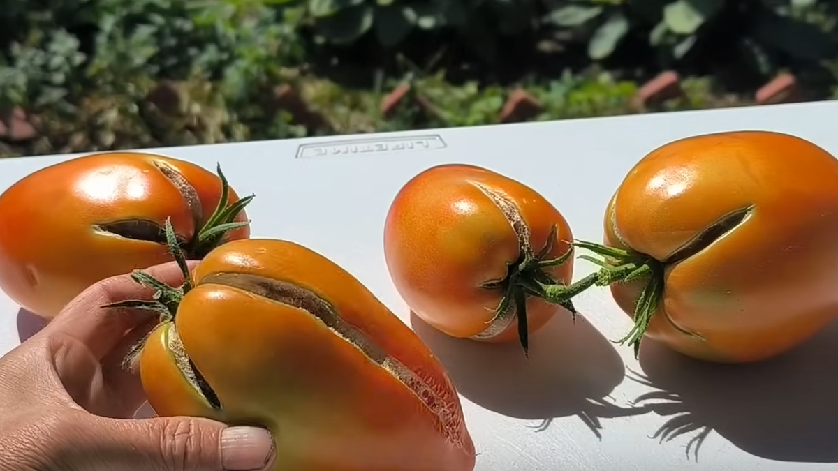 Результат неправильного полива - половина урожая погибла