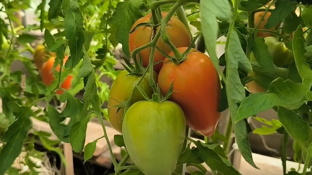 Правильно политые томаты - мощные кусты и качественные плоды