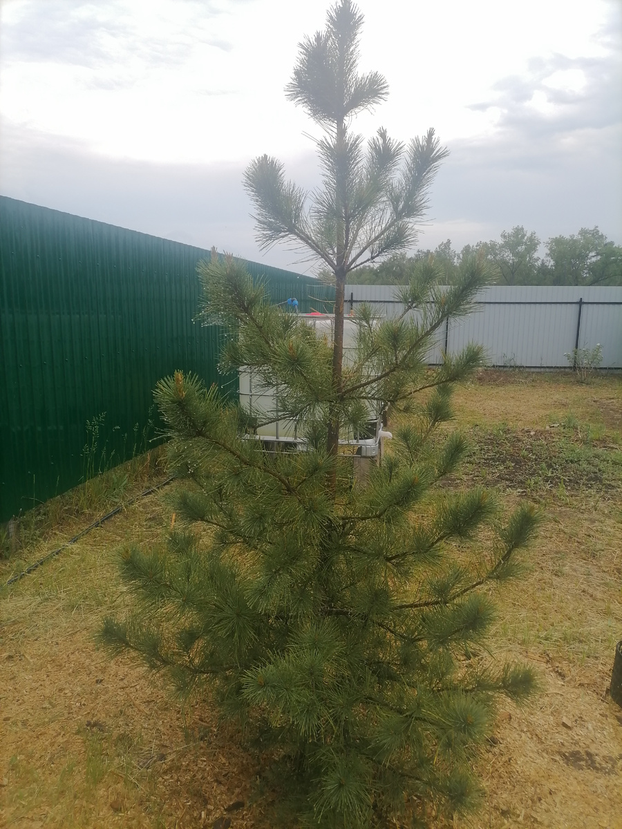 "наш" кедр сейчас