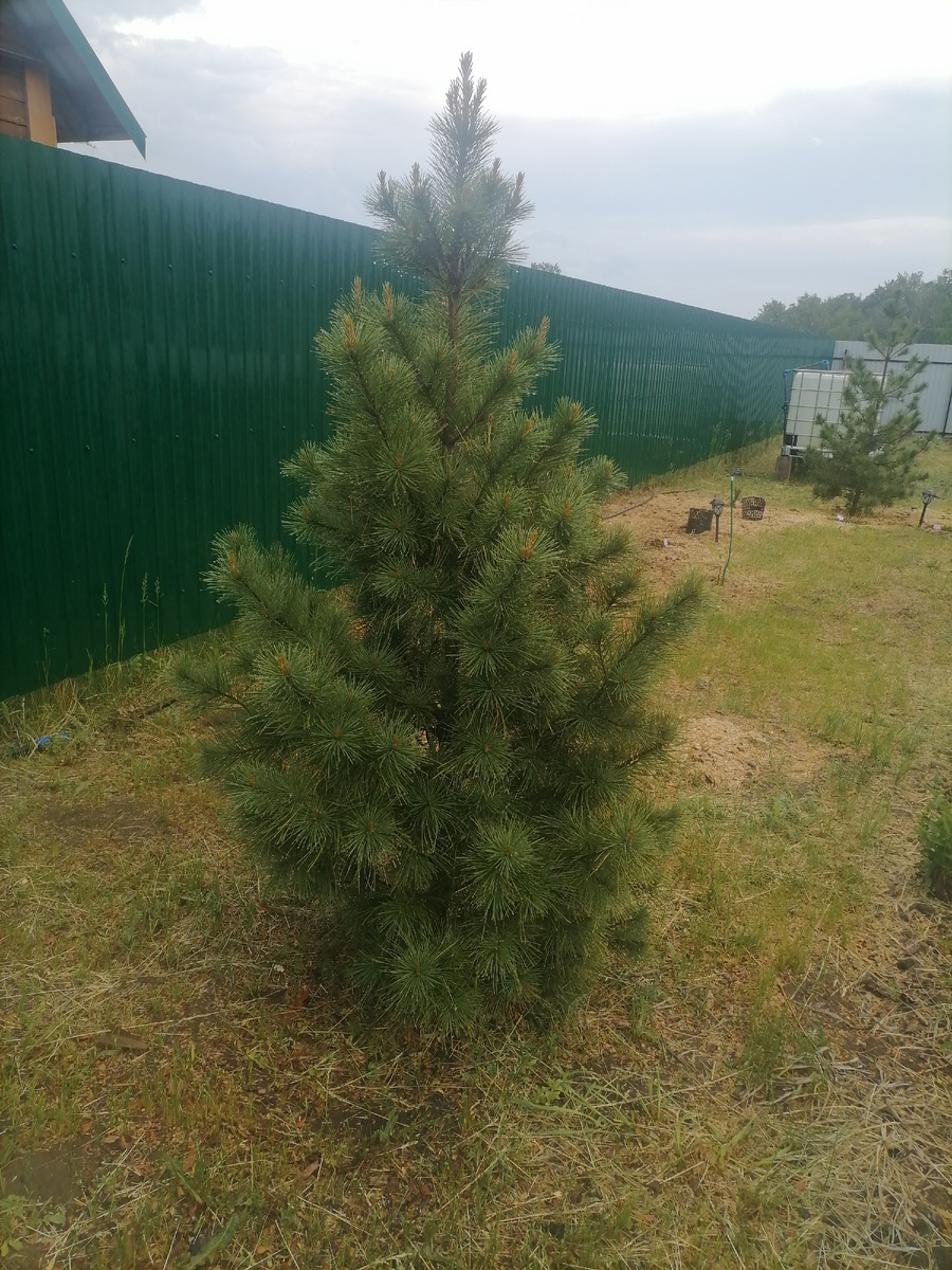 "Кедр сына" сейчас