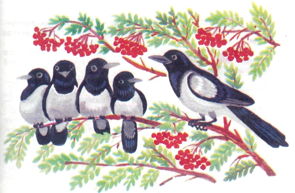 Яндекс картинки