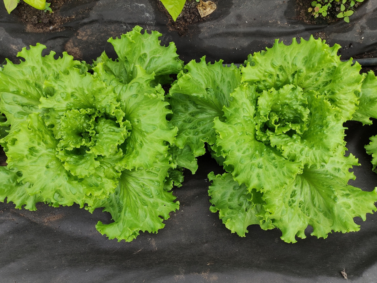 Салат Высоковский