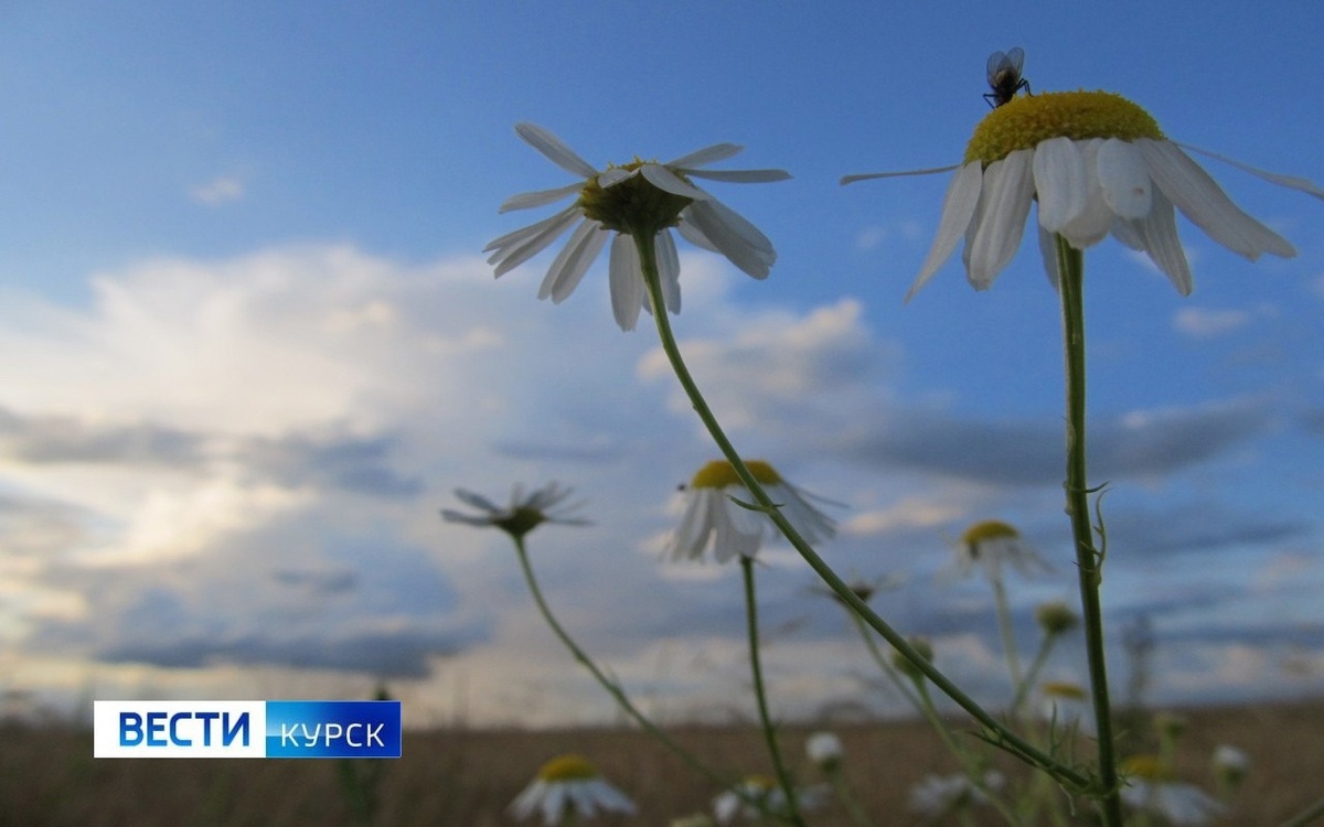    Куряне, впереди ещё одна неделя дождей