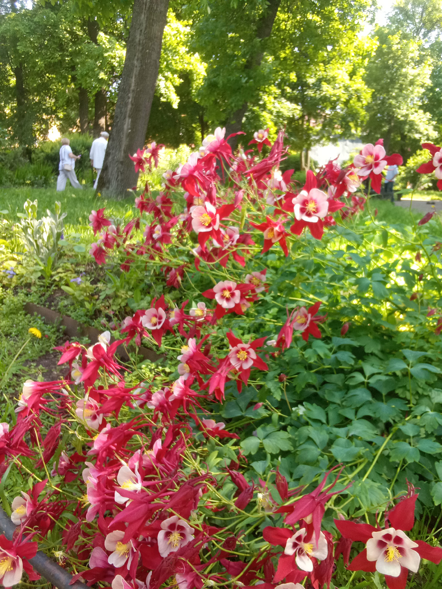 Польский садик