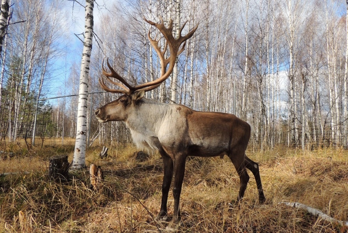    Сергей Суров