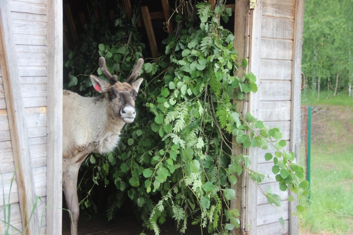    В Керженском заповеднике для животных созданы комфортные условия