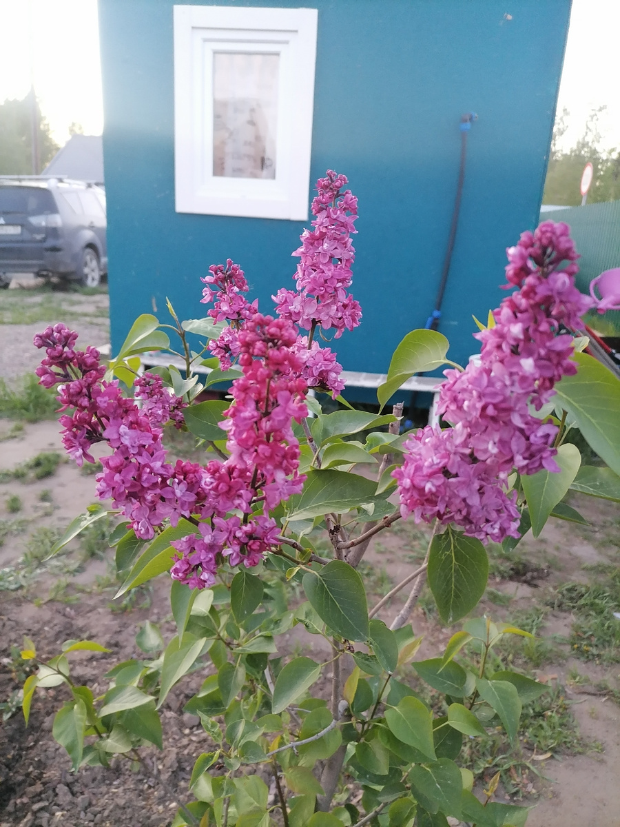 Камера искажает цвет. На самом деле - ближе к красному