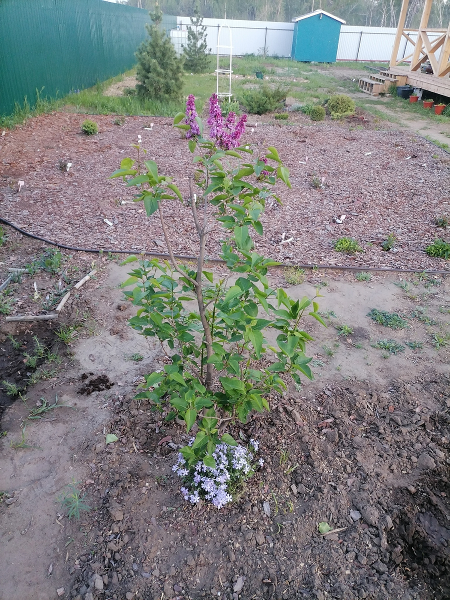 В ногах у незнакомки шиловидный флокс