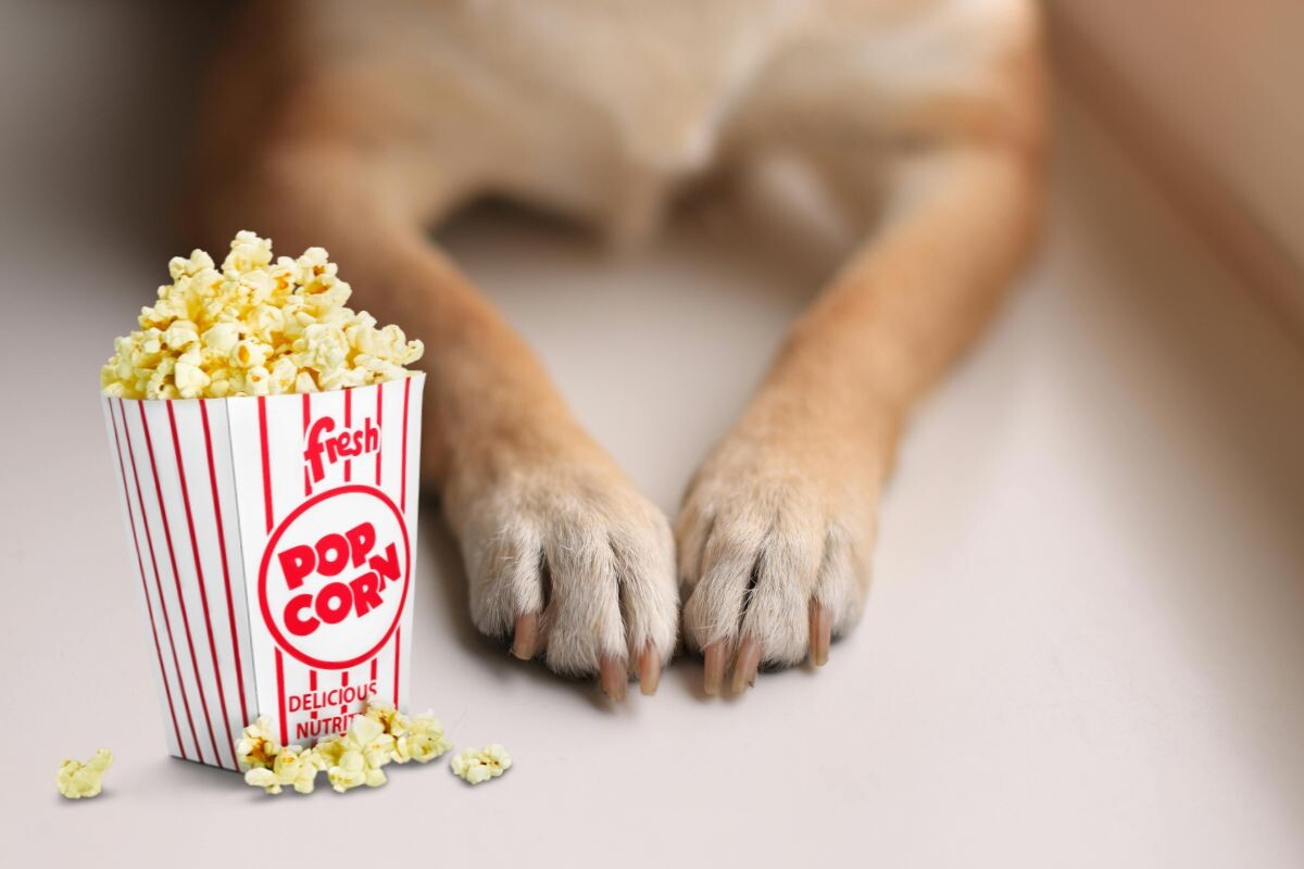Почему у собак лапы пахнут попкорном