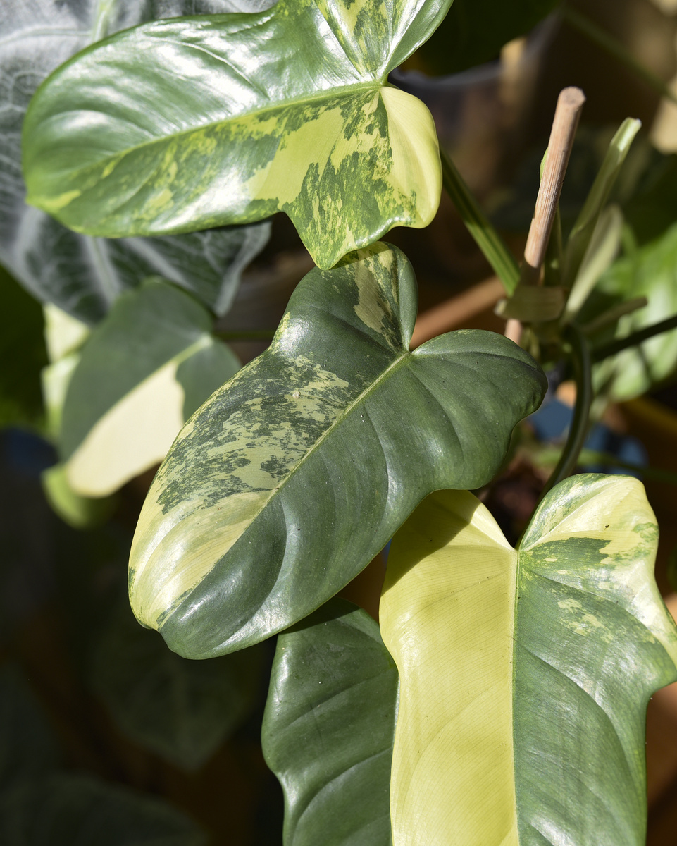 Philodendron bipennifolium 'Violin Variegated'. Фото: inviridis