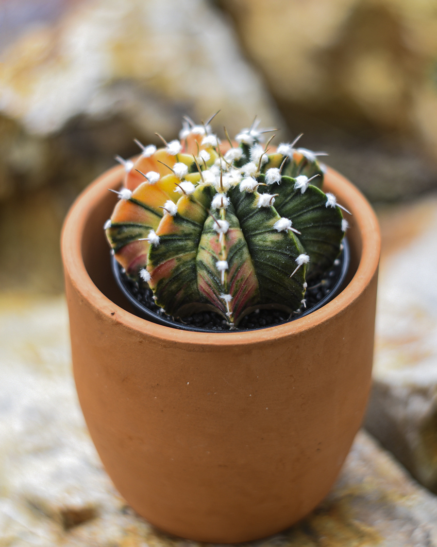 Gymnocalycium Mihanovichii 'Variegated'. Фото: Inviridis