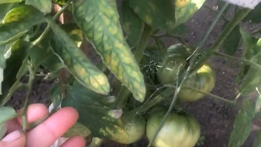 Развожу магниевую подкормку в пропорции 1:500 для томатов в теплице. Листья больше не желтеют пятнами