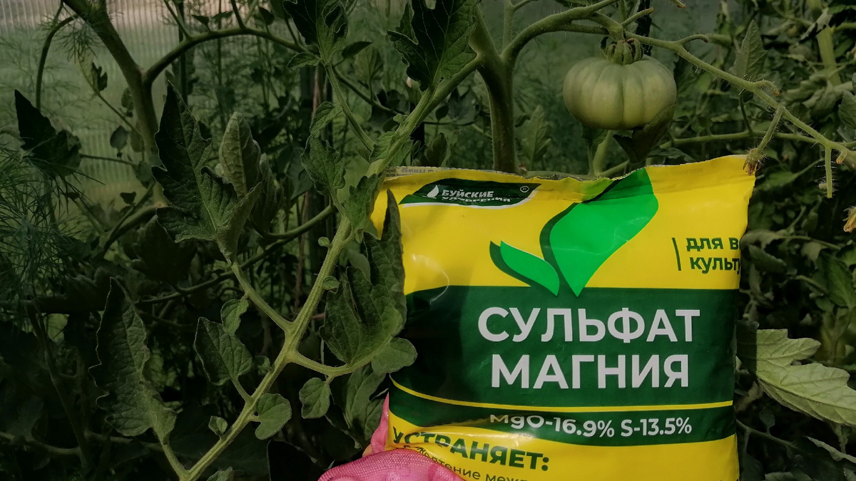 Подкормка томатов магнием