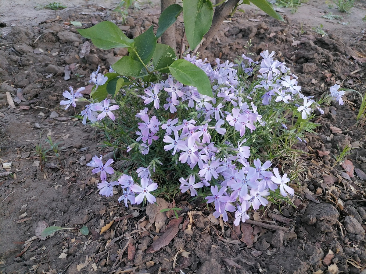 Флокс шиловидный