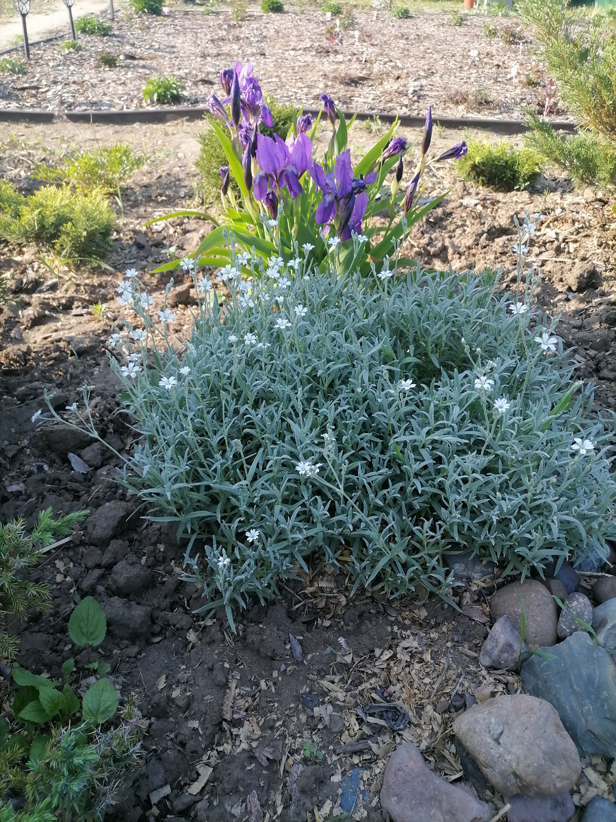 Ясколка смотрится великолепно в компании с любыми растениями