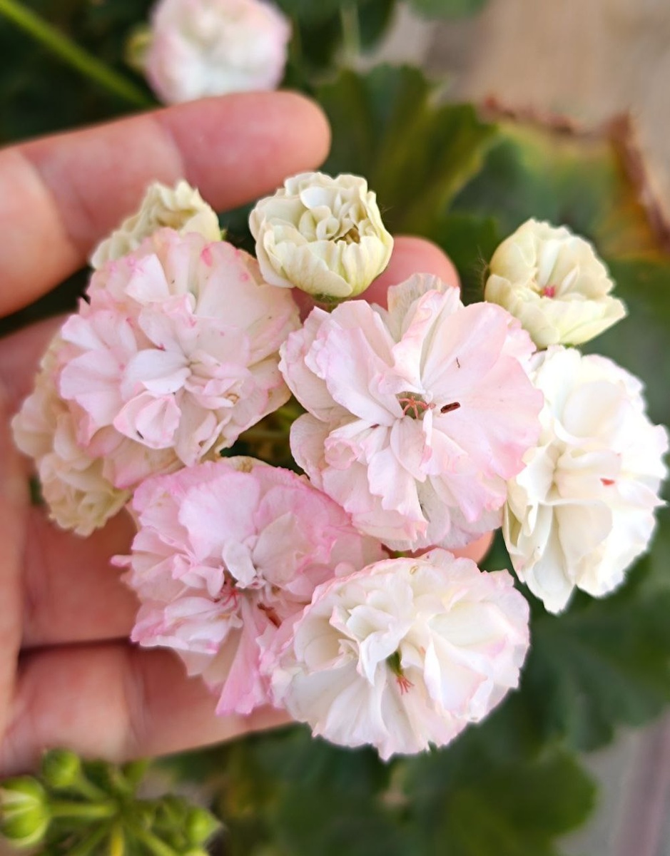 Таира Любовь Орлова 